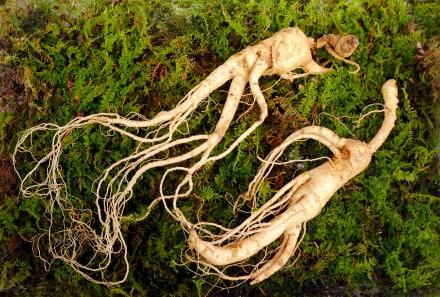 ginseng