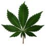 kannabisz, marihuána, hasis kannabisz, marihuána, hasis