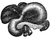 hasnyálmirigyrák, hasnyálmirigy, daganat