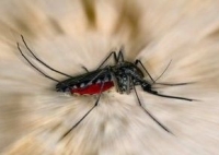 Aedes szúnyog, dengue-láz