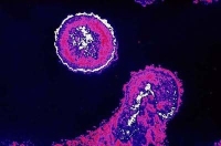 HIV, vírus, gyógyszerek HIV, vírus, gyógyszerek