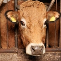 kergemarha-kór, Creutzfeldt–Jakob