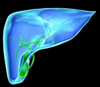 máj, immunrendszer máj, immunrendszer