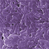 probiotikum, probiotikumok, immunrendszer probiotikum, probiotikumok, immunrendszer