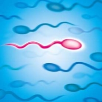 sperma, elhízás sperma, elhízás