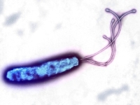 tbc, Helicobacter pylori tbc, Helicobacter pylori