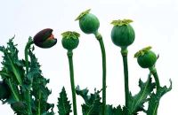 ópium afganisztán kábítószerfüggőség