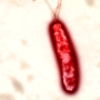 Helicobacter pylori baktérium