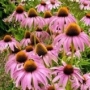 kasvirág, echinacea